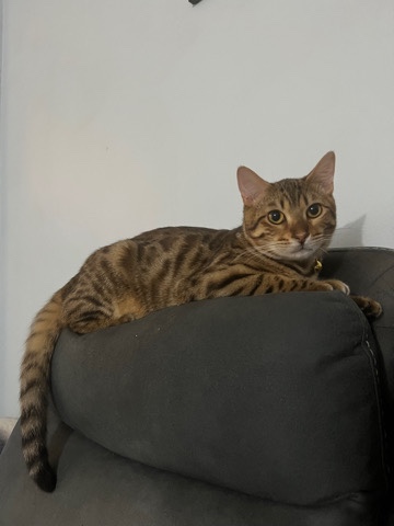 Bengal – Bengal Cat For Sale