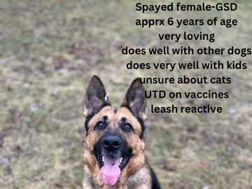 German Shepherd – beautiful female gsd – Ashburn