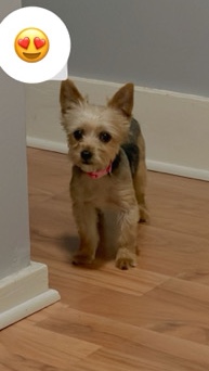 Yorkshire Terrier – Daisy