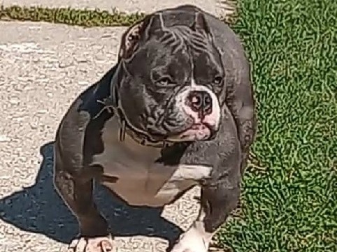 exotic bully litter 