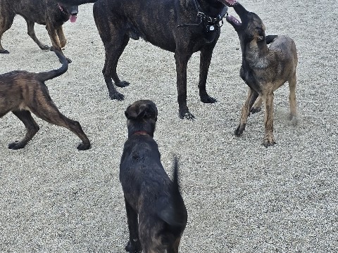 Belgian Shepherd Dog (Malinois) – Malinois – Bakersfield