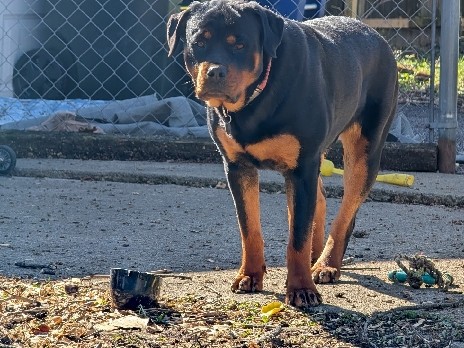 Rottweiler – Rehome – Columbus