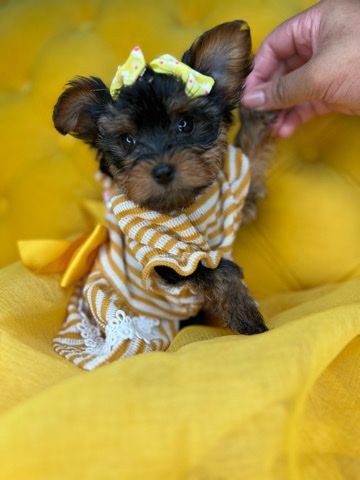 Yorkshire Terrier – yorkie mixed.