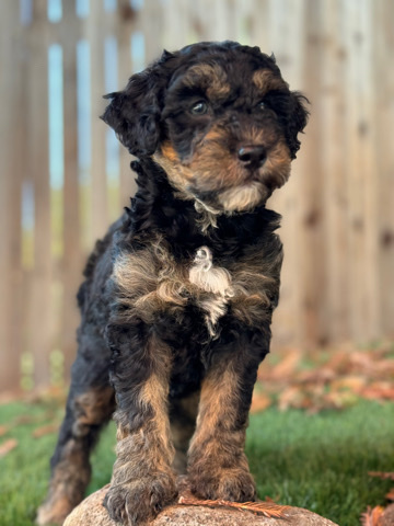 aussiedoodle