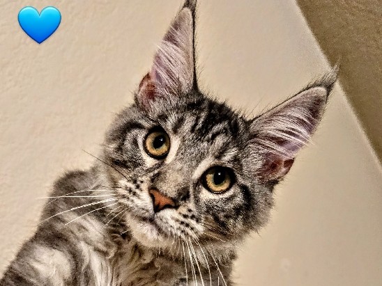 Maverick Male Mainecoon