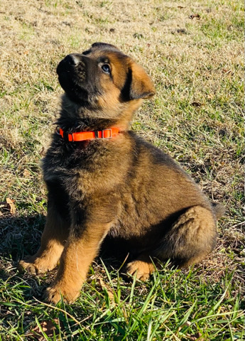 German Shepherd – Akc german shepherd puppies