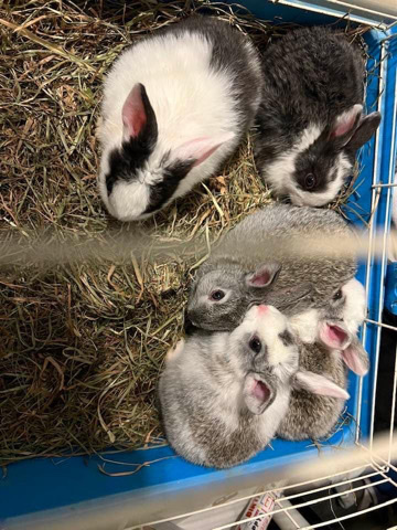 Rabbits