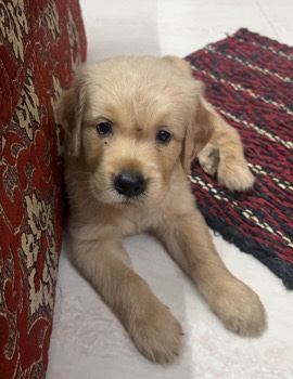 Golden Retriever – bruno