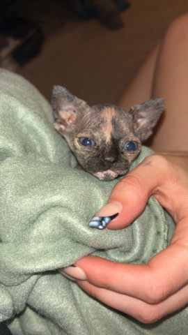 Sphynx – female sphinx kitchen