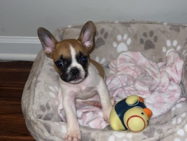 French Bulldog – fawn male frenchie – Myrtle Beach