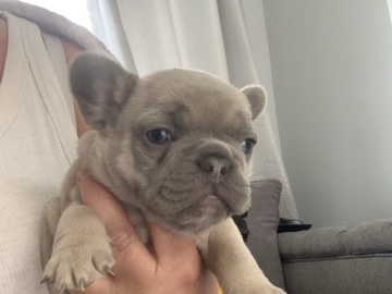 French Bulldog – frenchie puppies – Durham