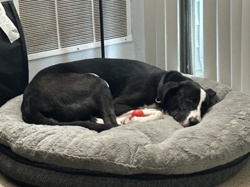 Border Collie – Rehoming – Fayetteville