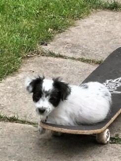 5 boy 1 girl chorkie puppys