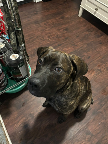 Cane Corso – Cane Corso for sell