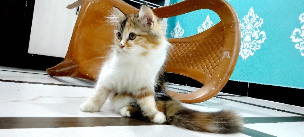 Calico kitten for Sale