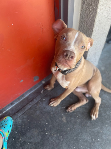 Bull Terrier – Red Nose PitBull Male