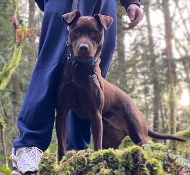 Labrador Retriever – lab mix puppy