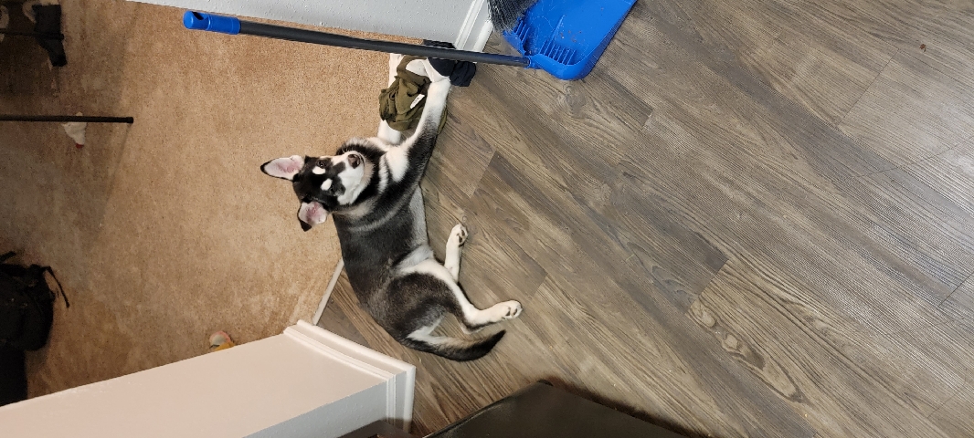 Siberian Husky – puppy