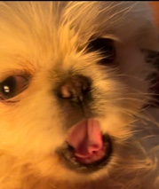 Adorable Pekingese Pups looking for new home.