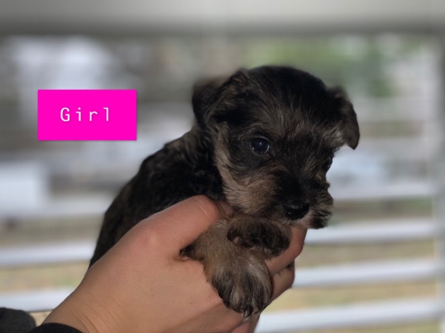 Miniature Schnauzer – schnauzer puppy