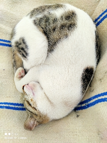 American Wirehair – A female American Wirehair