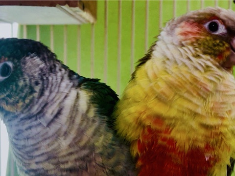 conures for rehoming