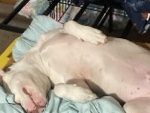 American Pit Bull Terrier – spoiled pit pup - red nose – Youngstown