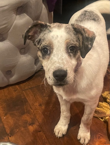 Catahoula Cur – Eviction because of pet