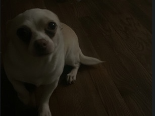 Chihuahua – Chihuahua ñame coco – Pagedale