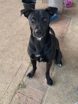 Labrador Retriever – Lab/Shepherd Rehome