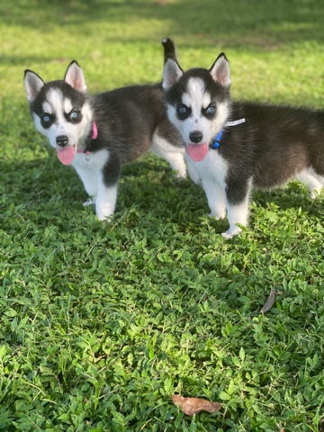 husky