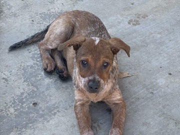 Australian Cattle Dog – Patty’s Puppies – Lake Elsinore