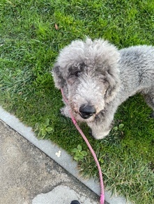 Poodle – Standard poodle