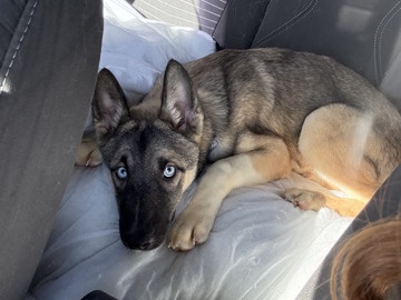 Siberian Husky – beautiful husky – Westbury