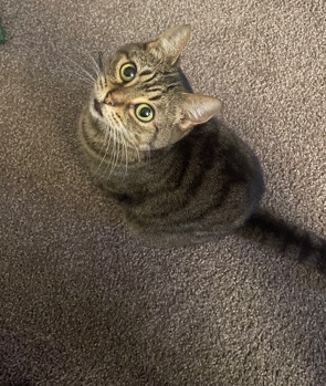 Female cat