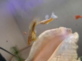 Guppy - mix breed exotic guppies  available for adoption in Glasgow