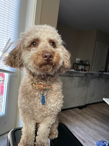 Poodle – Toy poodle