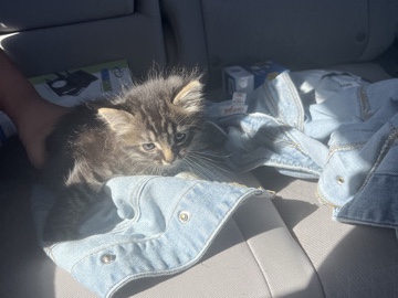 kittens – Conyers