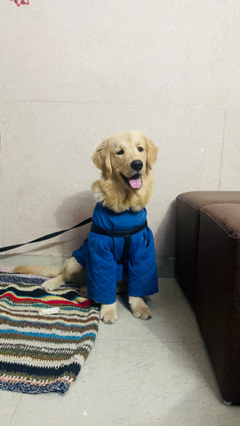 Golden Retriever – Golden retriever