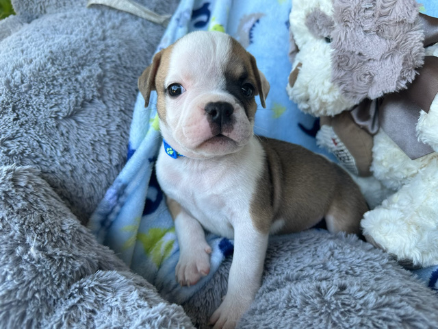 American Bulldog – exotic micro American bulldog /bully