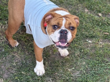 Olde English Bulldogge – Meet Our Sweet 2-Year-Old English Bulldog – Elizabeth