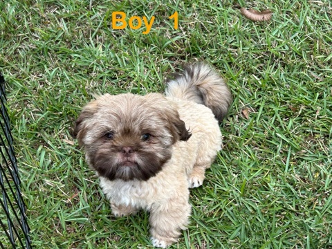 AKC Shih Tzu
