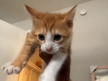 American Shorthair – FREE KITTENS – Meadows Place