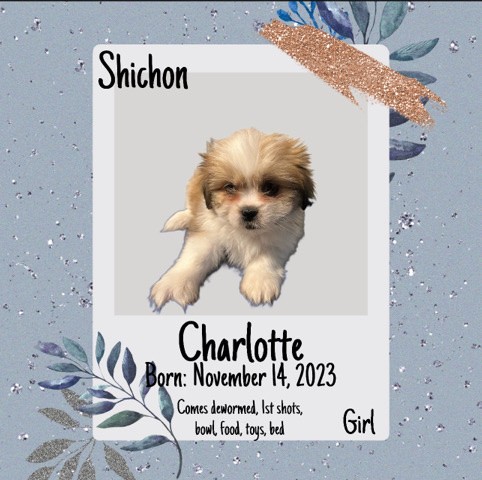 Shichon