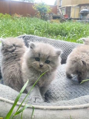 British Longhair – BLH kitten Reinrassig