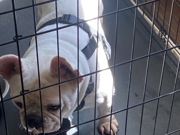 French Bulldog – frenchie needs a new home white/merle – Warwick