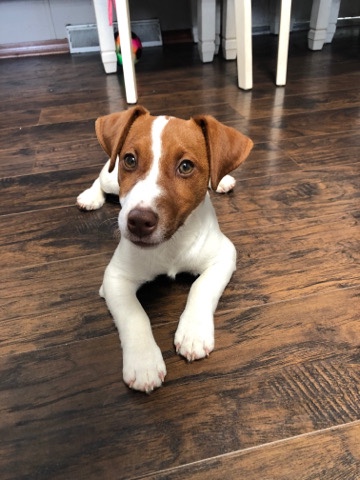 Jack Russell Terrier – Jack Russell
