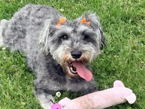 Miniature Schnauzer – Friendly 2-Year-Old Miniature Schnauzer in Burr Ridge – Burr Ridge