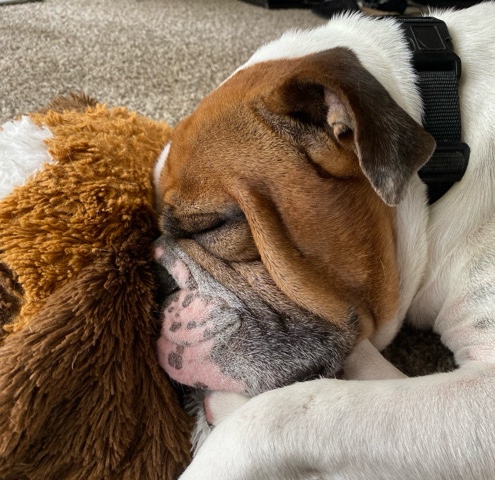 Olde English Bulldogge – Copper Needs a New Home