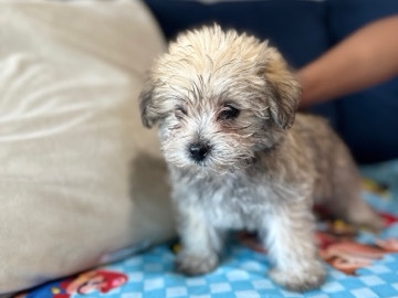 Snorkie puppies for sale !! – Homestead